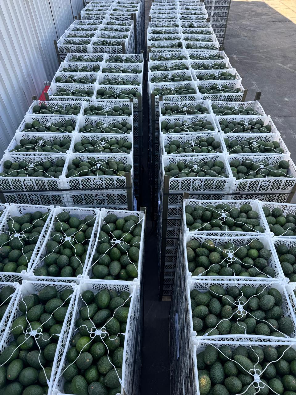 Cajas de palta preparadas para despacho