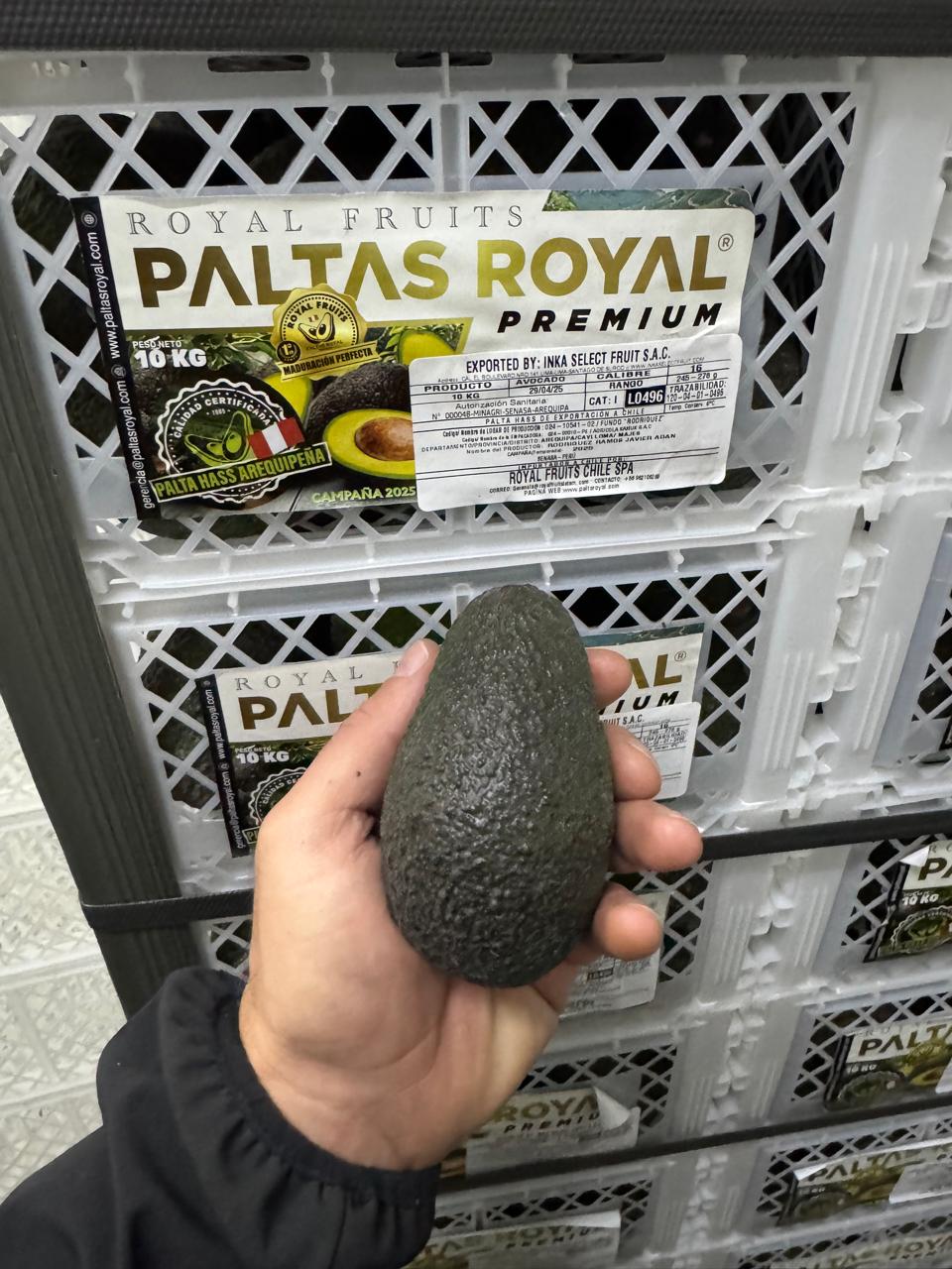 Palta peruana