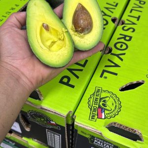 Palta chilena Paltas Royal para compra mayorista